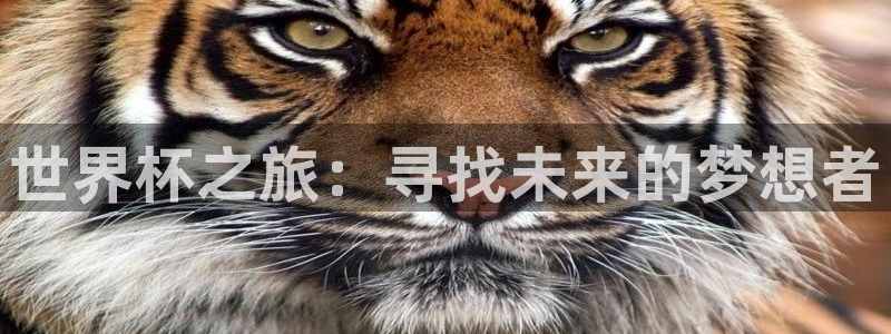 欧洲世界杯预选赛赛程:世界杯之旅:寻找未来的梦想者